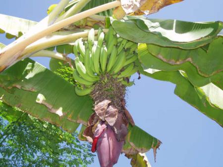 BANANE